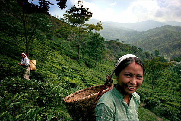 Čajová zahrada v Darjeelingu